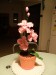 019 Orchidea v kvetináči